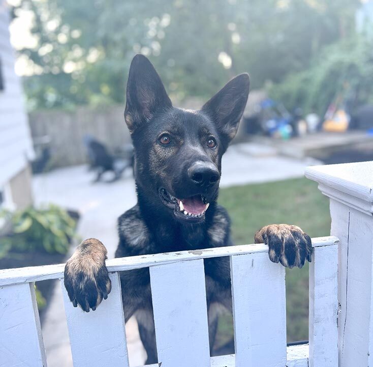 Sable German Shepherd eagerly peeking over a white fence, epitomizing the question 'Should I get a dog?