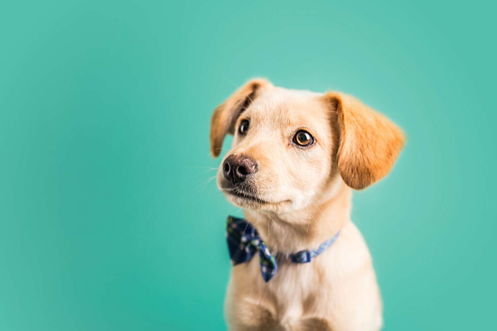 Tan puppy with floppy ears wearing a bow tie on a teal background