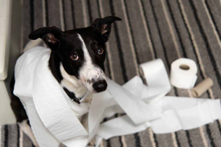 A black and white dog wrapped in toilet paper looking up with a guilty expression.