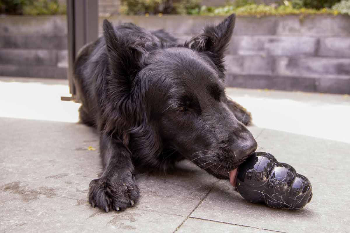 Stop Puppy Separation Anxiety With Kong Toys